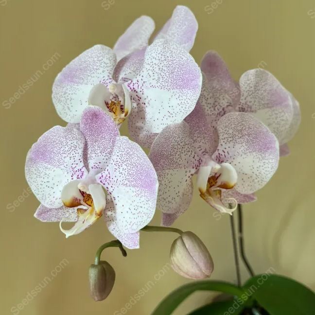 Aalborg Phalaenopsis Seeds