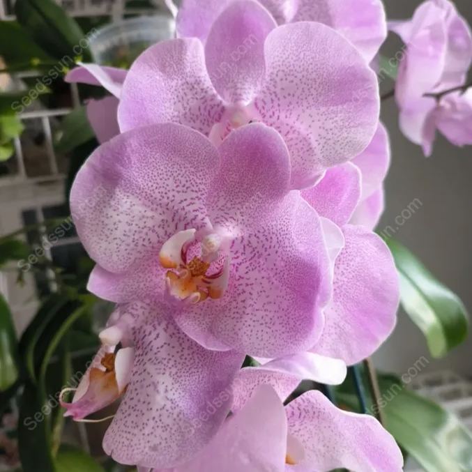 Aalborg Phalaenopsis Seeds