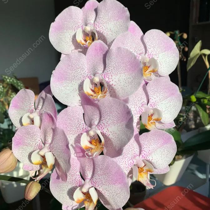 Aalborg Phalaenopsis Seeds
