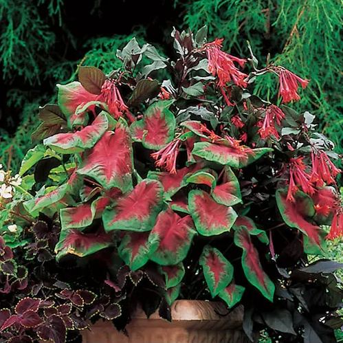 Caladium 'Freida Hemple' seeds