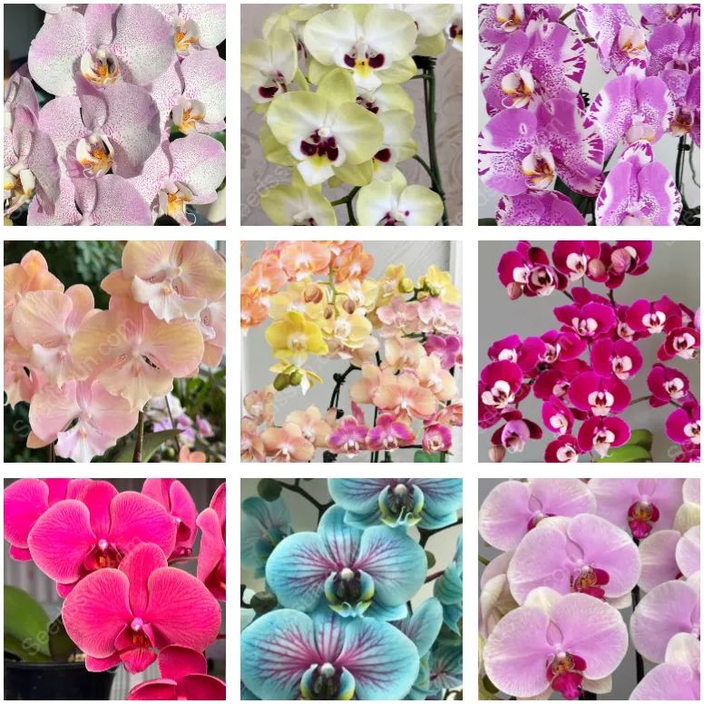 Phalaenopsis Mixed Seeds