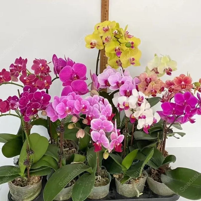 Phalaenopsis Mixed Seeds