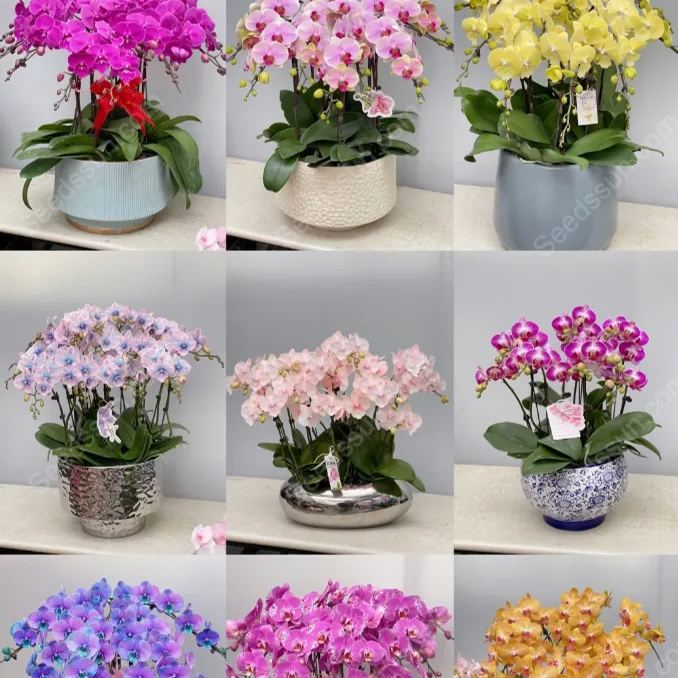 Phalaenopsis Mixed Seeds
