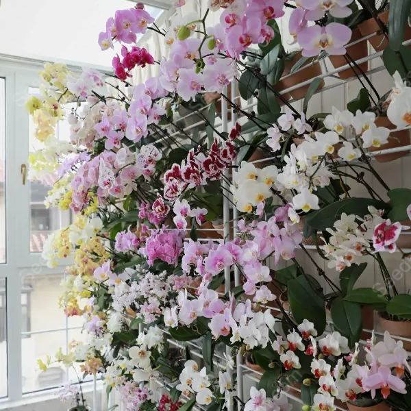 Phalaenopsis Mixed Seeds