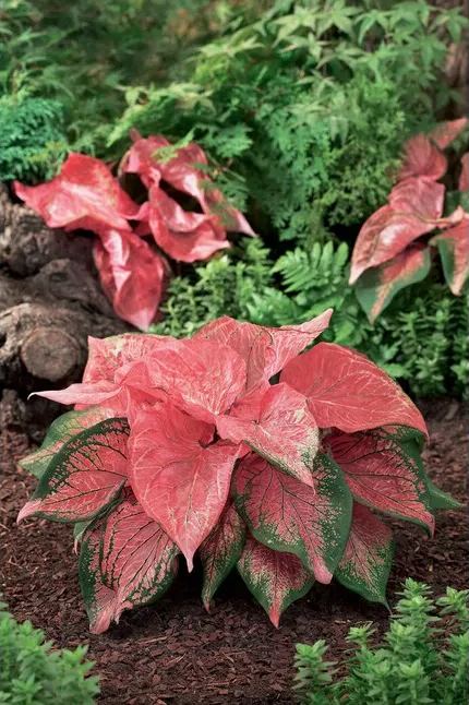 Festive Carnival Pink Color Leaf Caladium Seeds