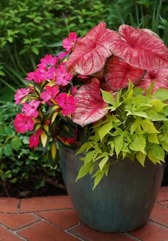Festive Carnival Pink Color Leaf Caladium Seeds