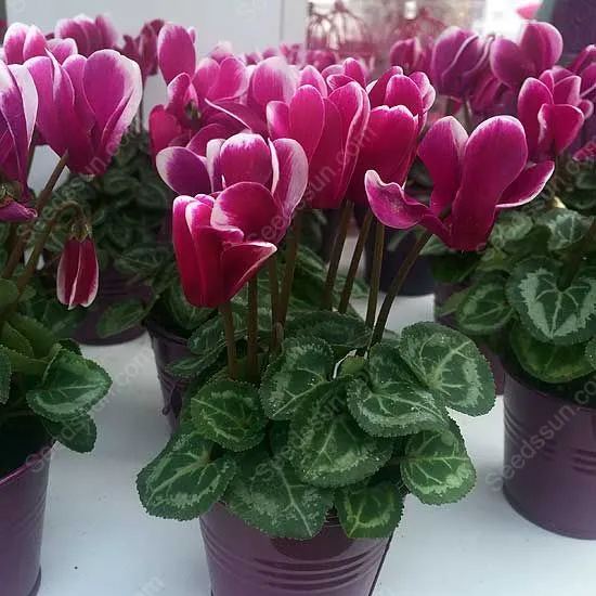 Multi-Colored Cyclamen Seeds