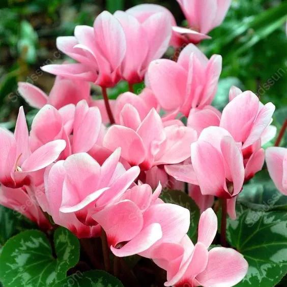 Multi-Colored Cyclamen Seeds