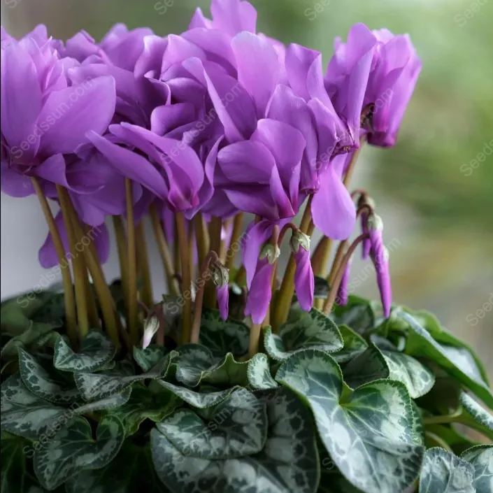 Multi-Colored Cyclamen Seeds