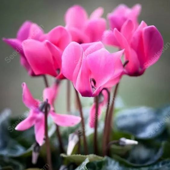 Multi-Colored Cyclamen Seeds