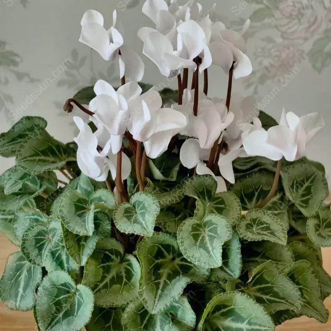 Multi-Colored Cyclamen Seeds