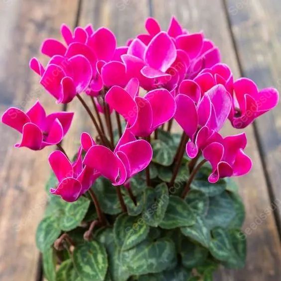 Multi-Colored Cyclamen Seeds