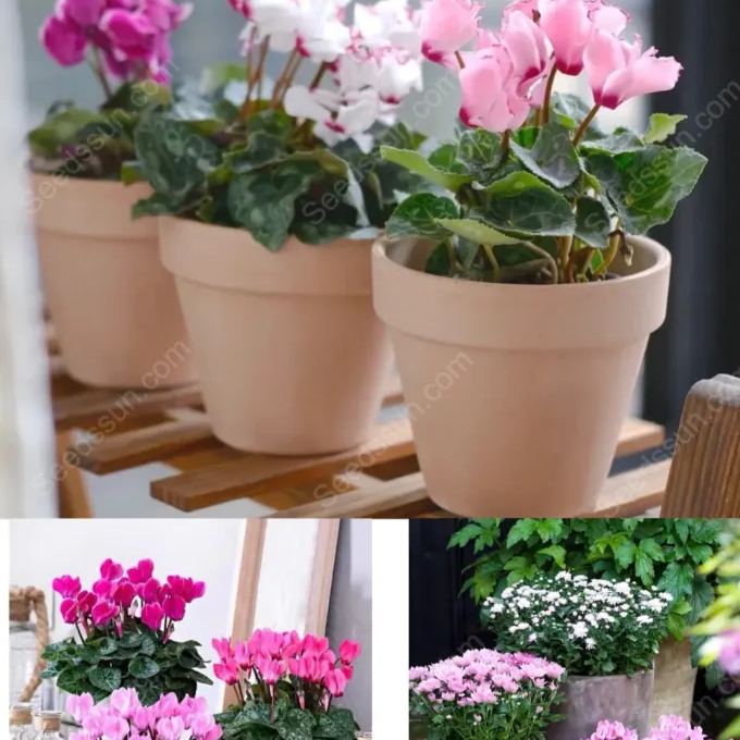 Multi-Colored Cyclamen Seeds