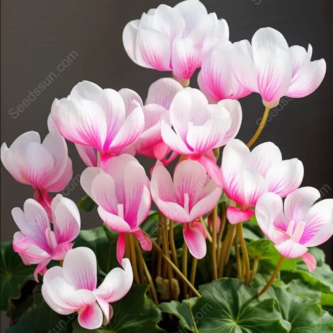 Multi-Colored Cyclamen Seeds