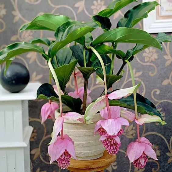 The Flower of Wealth in the World - Lotus Lantern Seeds