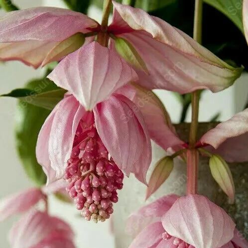 The Flower of Wealth in the World - Lotus Lantern Seeds