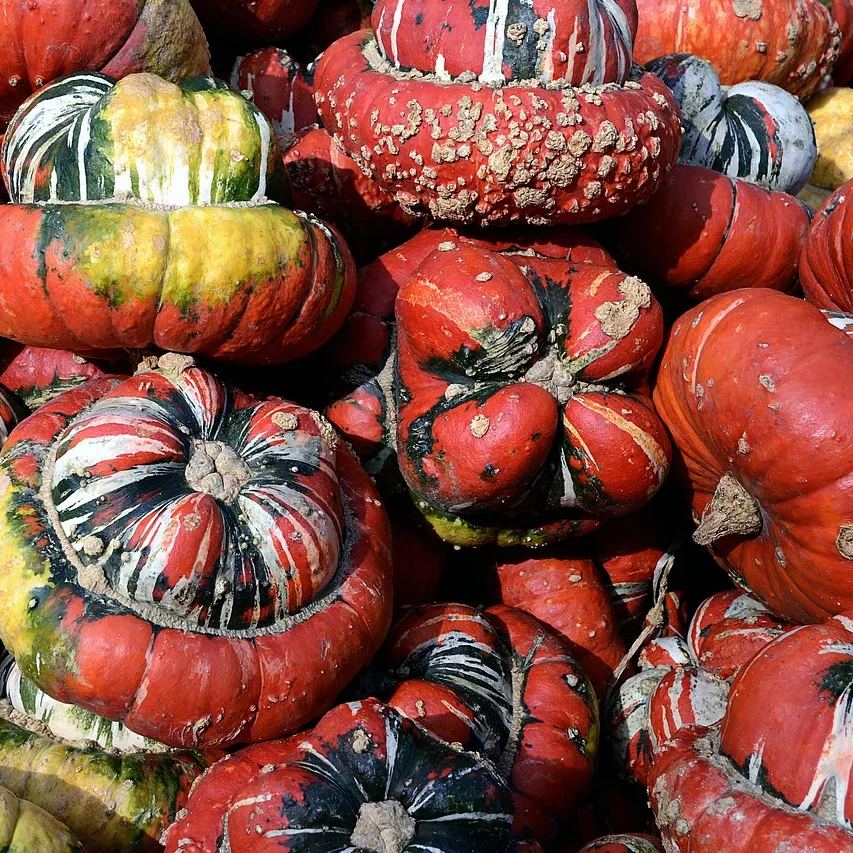 Rare and exotic pumpkin seeds