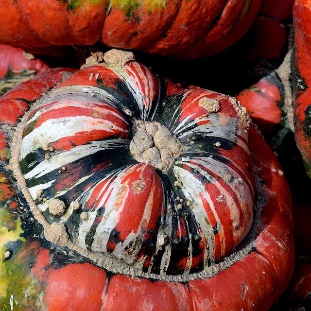 Rare and exotic pumpkin seeds