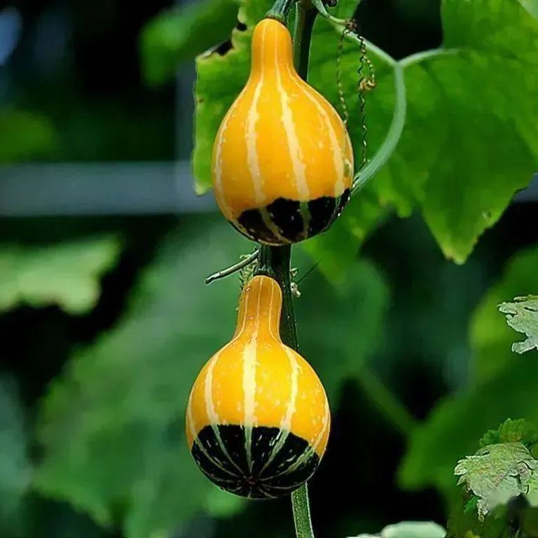 Rare and exotic pumpkin seeds