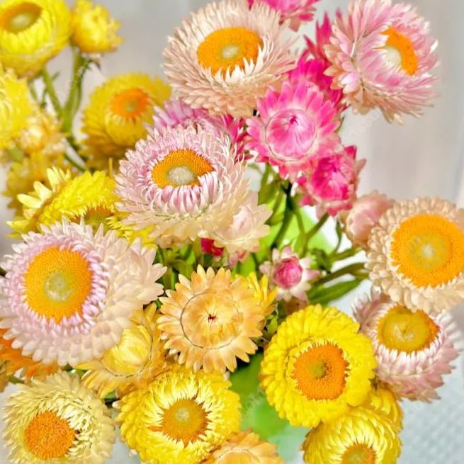 Straw chrysanthemum seeds - outdoor garden - immortelle seeds