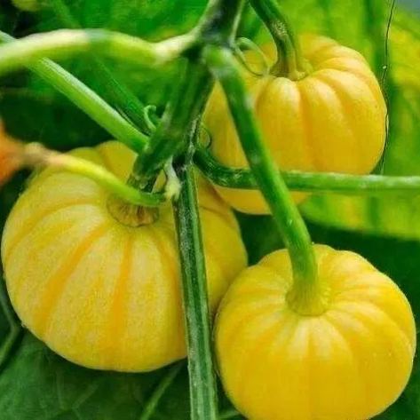 Rare and exotic pumpkin seeds