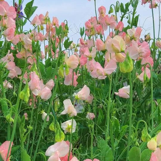 Sweet pea flower seeds-butterfly cut flowers-garden landscape flower sea potted perennial climbing flowers