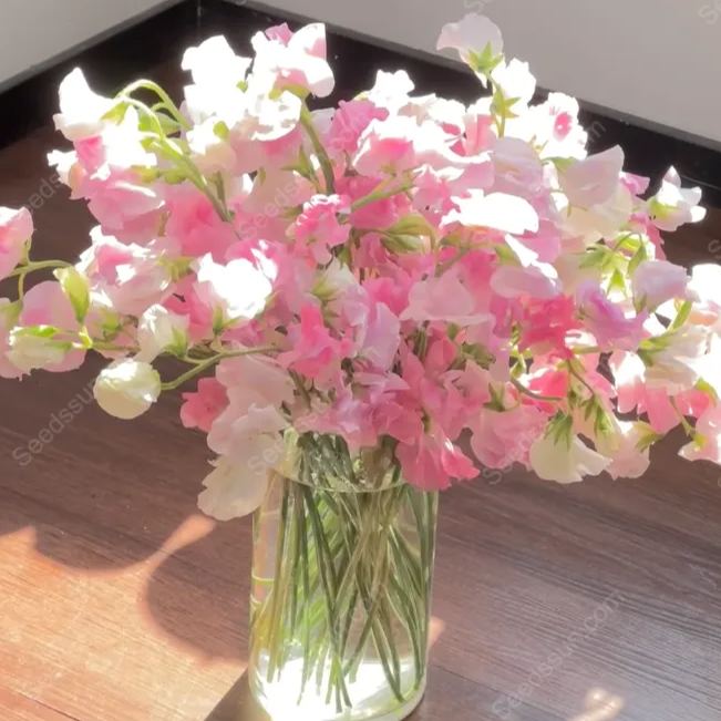 Sweet pea flower seeds-butterfly cut flowers-garden landscape flower sea potted perennial climbing flowers