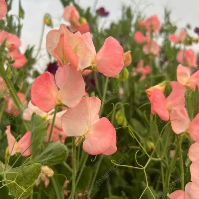 Sweet pea flower seeds-butterfly cut flowers-garden landscape flower sea potted perennial climbing flowers