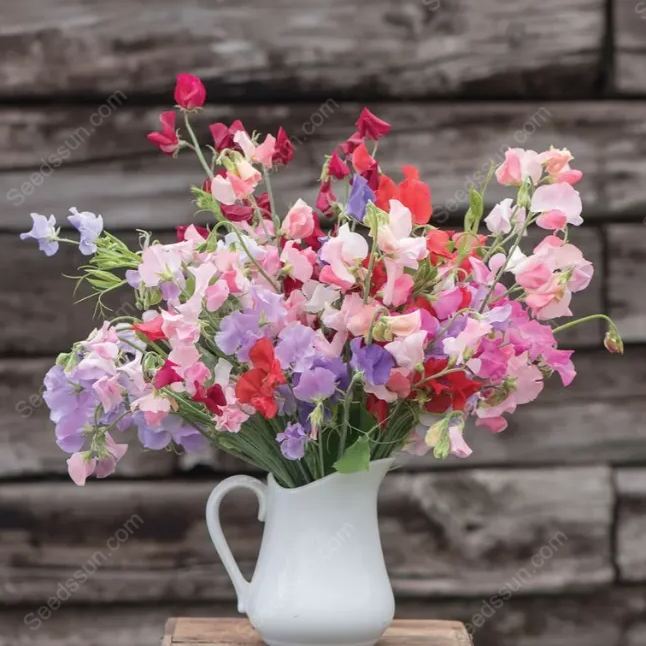 Sweet pea flower seeds-butterfly cut flowers-garden landscape flower sea potted perennial climbing flowers