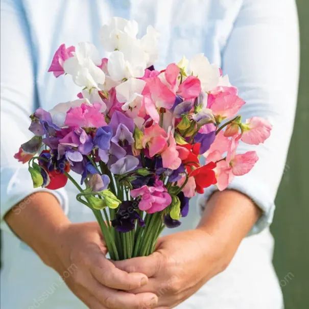 Sweet pea flower seeds-butterfly cut flowers-garden landscape flower sea potted perennial climbing flowers