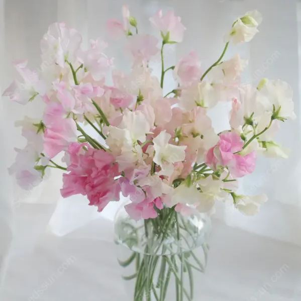 Sweet pea flower seeds-butterfly cut flowers-garden landscape flower sea potted perennial climbing flowers