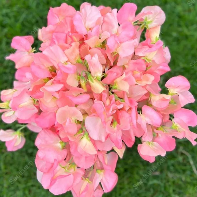 Sweet pea flower seeds-butterfly cut flowers-garden landscape flower sea potted perennial climbing flowers