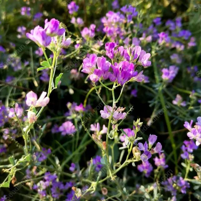 Alfalfa