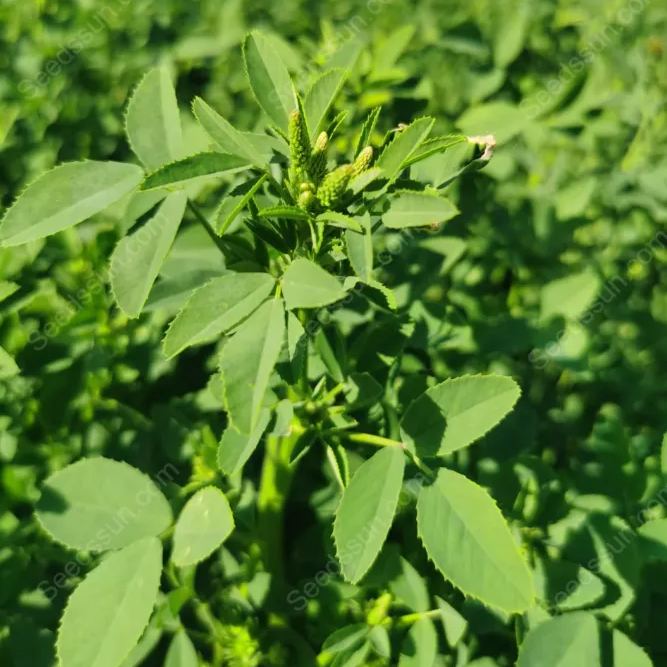 Alfalfa