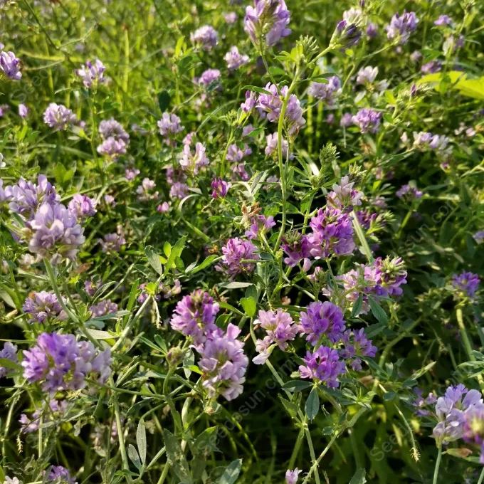 Alfalfa