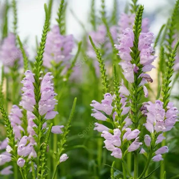 False dragon head seeds Landscape greening flower seeds