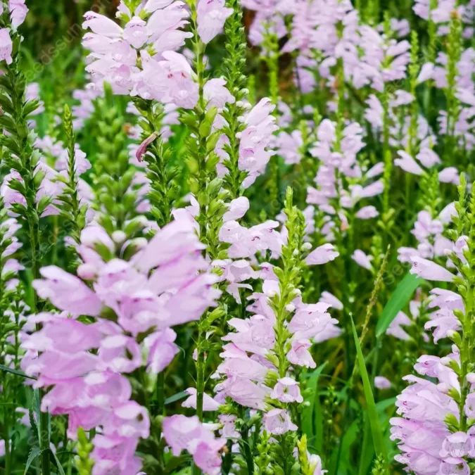 False dragon head seeds Landscape greening flower seeds