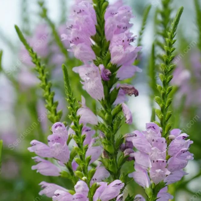 False dragon head seeds Landscape greening flower seeds