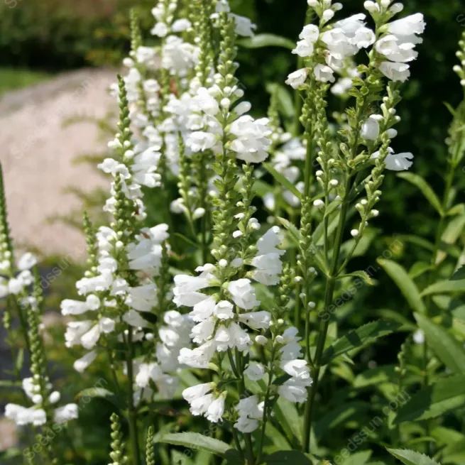 False dragon head seeds Landscape greening flower seeds