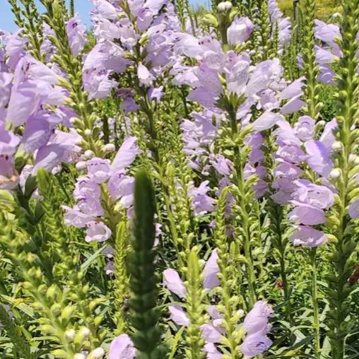 False dragon head seeds Landscape greening flower seeds