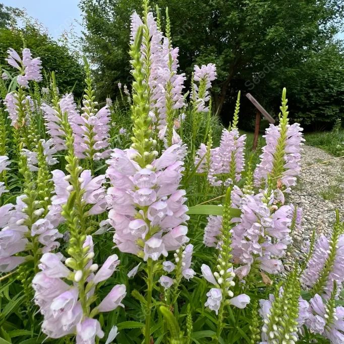 False dragon head seeds Landscape greening flower seeds