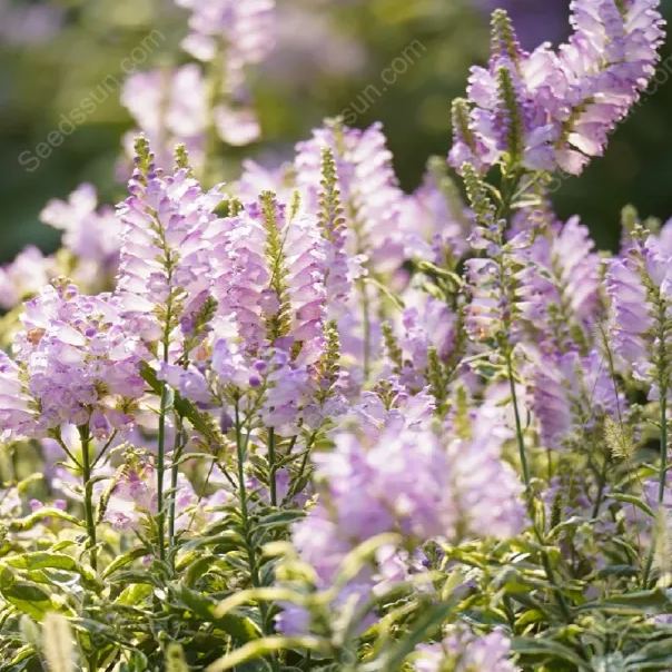 False dragon head seeds Landscape greening flower seeds