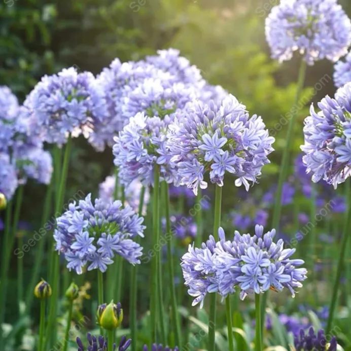 Agapanthus--garden balcony flower plants-cold and heat resistant