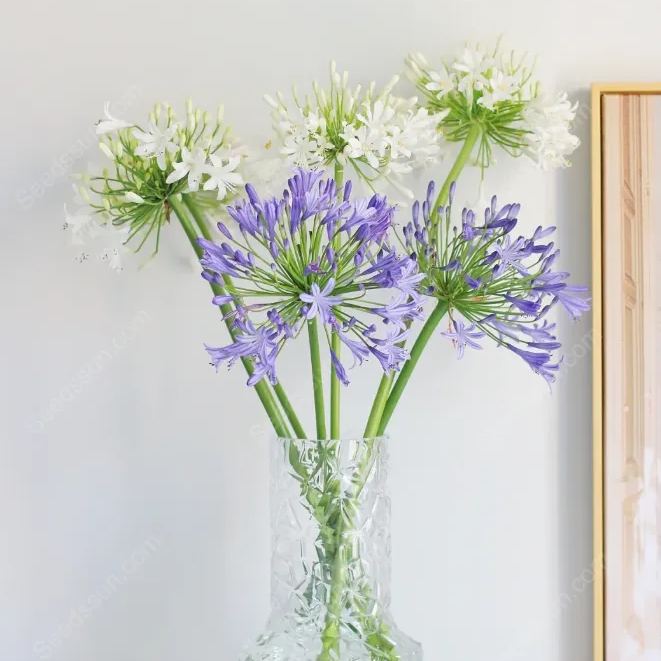 Agapanthus--garden balcony flower plants-cold and heat resistant