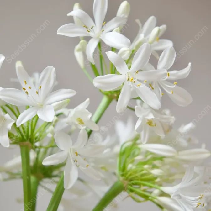 Agapanthus--garden balcony flower plants-cold and heat resistant