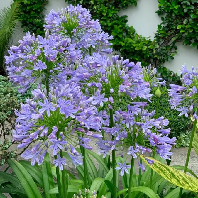 Agapanthus--garden balcony flower plants-cold and heat resistant