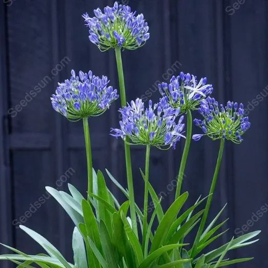 Agapanthus--garden balcony flower plants-cold and heat resistant