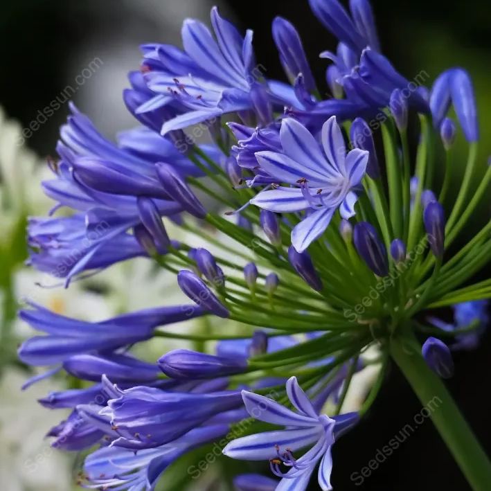 Agapanthus--garden balcony flower plants-cold and heat resistant