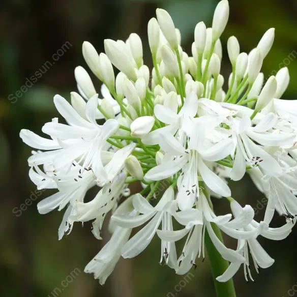 Agapanthus--garden balcony flower plants-cold and heat resistant