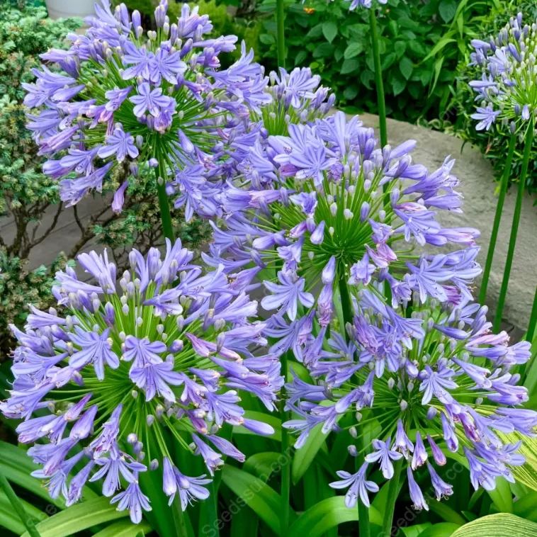 Agapanthus--garden balcony flower plants-cold and heat resistant